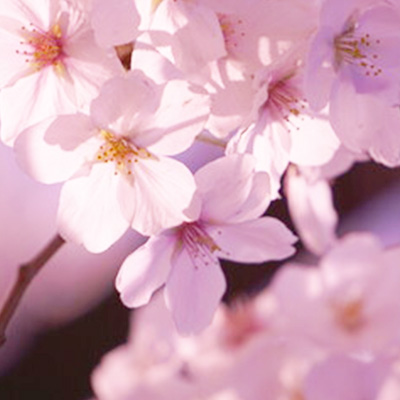 六花：璃桜