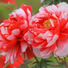 六花：梓乃