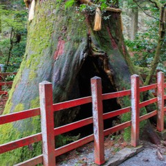 愛叶：本美