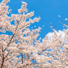 愛恵：桜木さくら