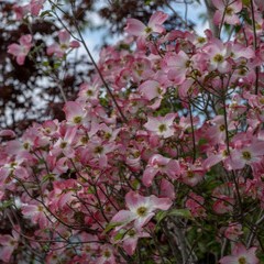 天つ神：花松