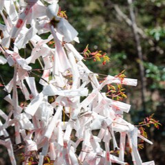 天つ神：織美