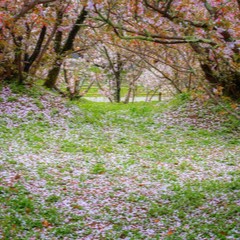 天つ神：彩坂
