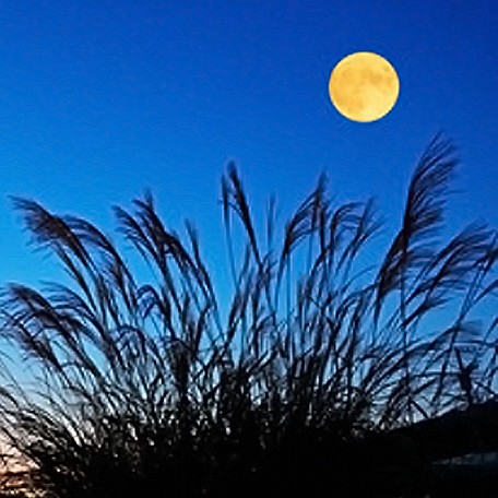 天つ神：南神月