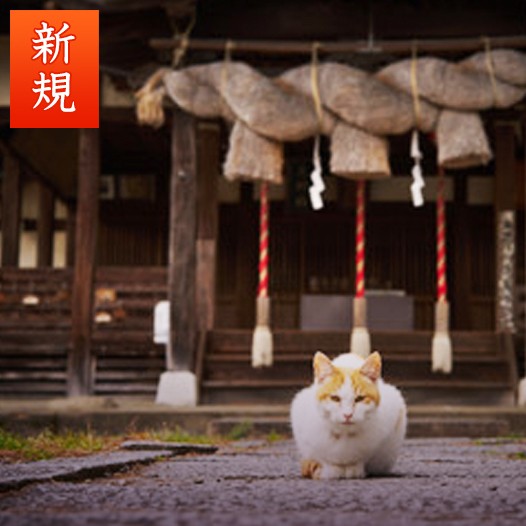 天つ神：枢