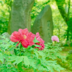 青森イタコ連盟：逢花