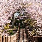 青森イタコ連盟：津々橋