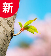 宜保鑑定事務所：恵玲奈