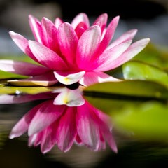 花染：初香光夏