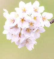 花染：美春