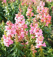 花染：梨花あやめ