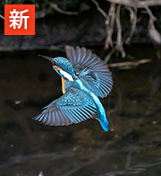 花染：天占翠沙