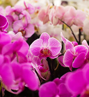 花染：蘭珠