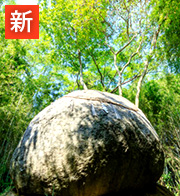 花染：観来紗朱