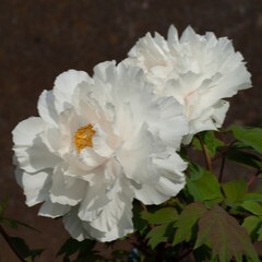 もえさが：白牡丹