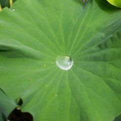 もえさが：雫