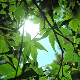 もえさが：陽沙緒