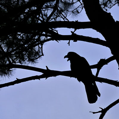 王寺院：羽鳥はるか