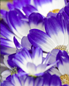 紫苑：真土花