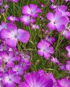 紫苑：結華