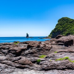 紫苑：晴美