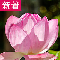 遥華:産土