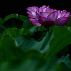 恵心：紫恵里