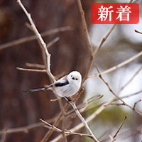 恵心:芯芽衣