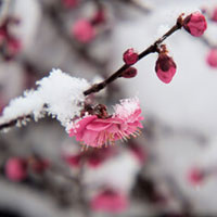 恵心:雪村梓音